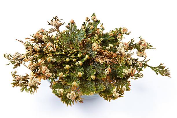 Rose of Jericho (Selaginella lepidophylla), False Rose of Jericho (Selaginella lepidophylla), False Rose of Jericho, other common names include Jericho rose, resurrection moss, dinosaur plant, siempre viva, stone flower, doradilla, Resurrection plant, Mary's flower, Mary's hand, Palestinian tumbleweed, St. Mary's flower, true rose of Jericho, and wheel. west bank stock pictures, royalty-free photos & images