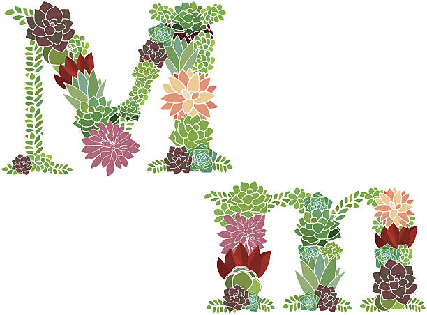 Succulent letter M and m vector art illustration