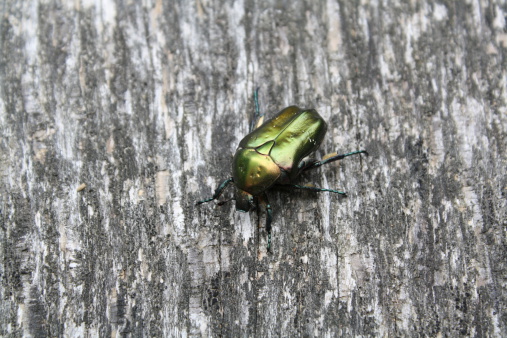 Green beatle on piece of old wood