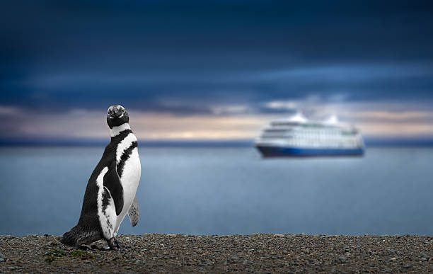 pingüino y crucero en la patagonia.  increíble imagen de viajes. - patagonia fotografías e imágenes de stock