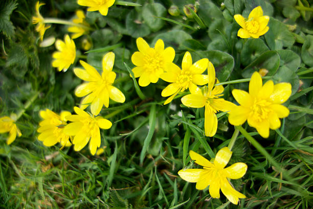 Celandines In Grass Celandines growing in grass. ficaria verna stock pictures, royalty-free photos & images