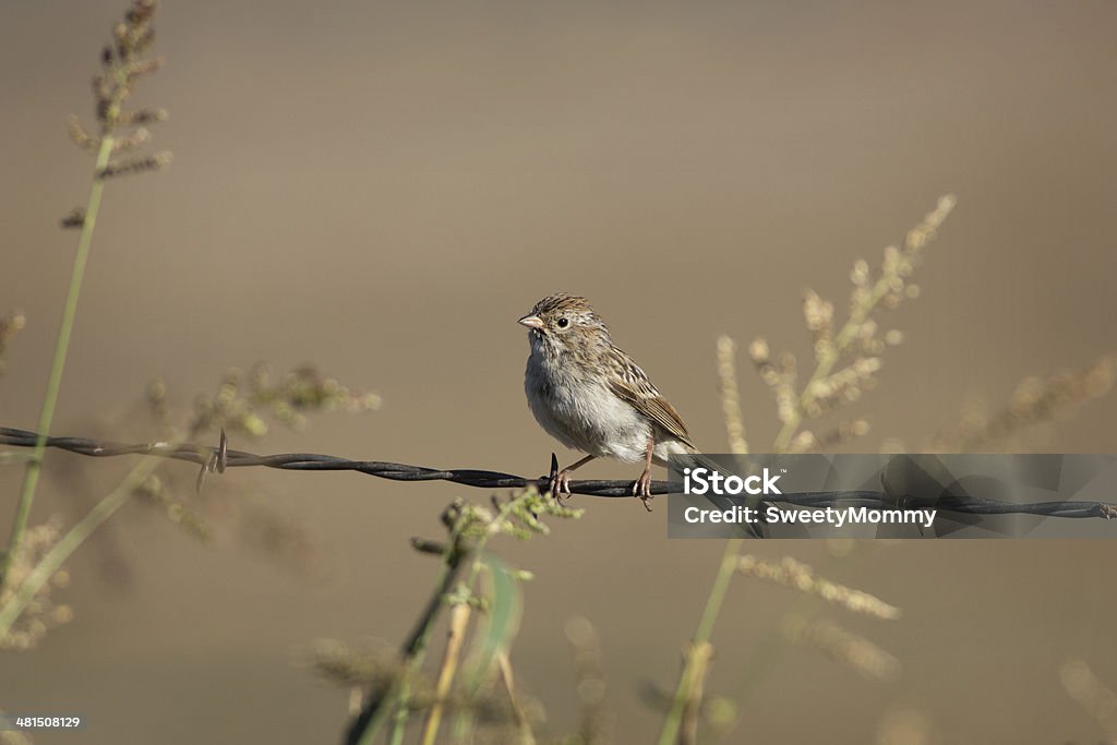 Brewer's Sparrow - Lizenzfrei Agrarbetrieb Stock-Foto