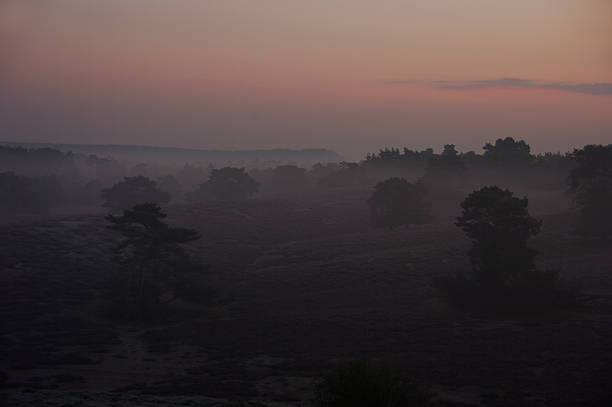 istock Morning dew in the heathland 481509499