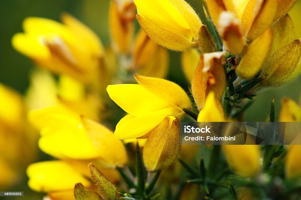 Ulex europaeus, Tojo, comum Tojo, - Foto de stock de 2015 royalty-free