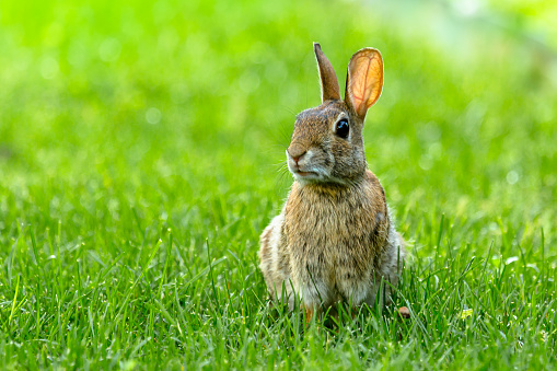 Lovely furry Cute bunny, rabbit in meadow beautiful spring scene, looking at something while sitting on green grass over nature background.