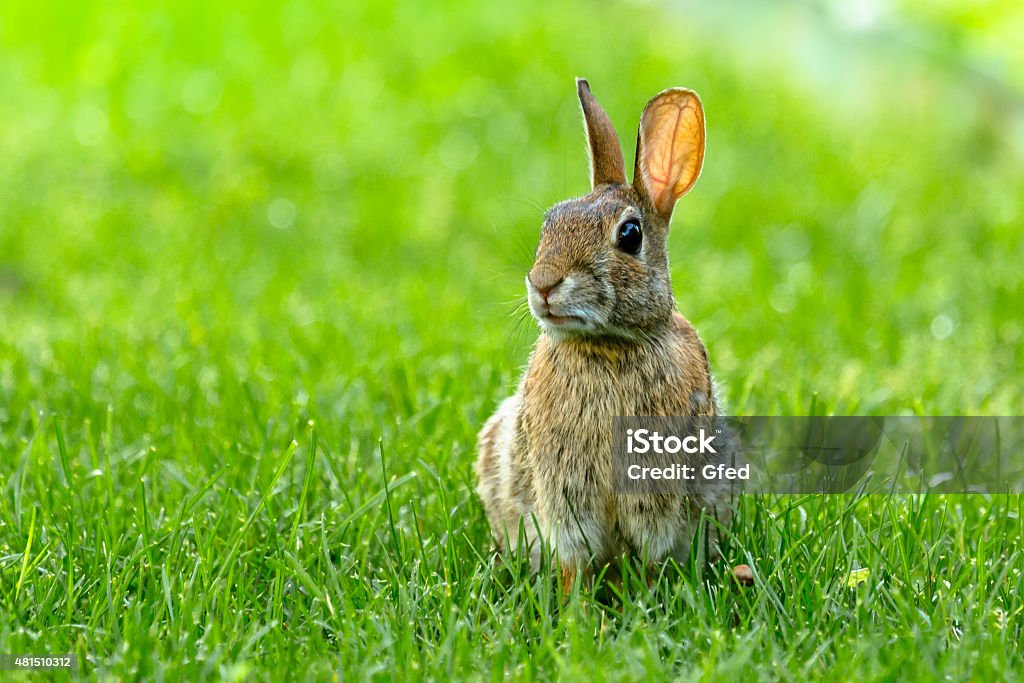 Small Rabbit Rabbit - Animal Stock Photo