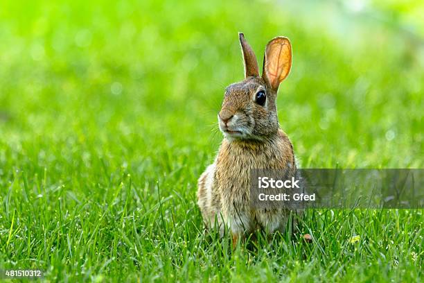 Small Rabbit Stock Photo - Download Image Now - Rabbit - Animal, Animals In The Wild, Uncultivated