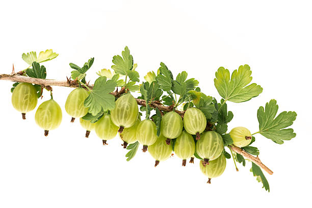 gooseberries auf einem ast - gooseberry fruit growth green stock-fotos und bilder