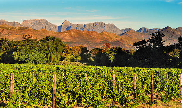 istock Vineyard landscape 481511817
