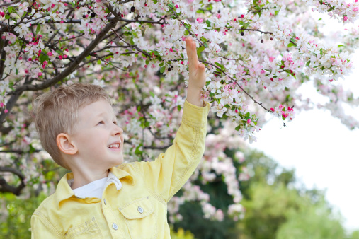 cheerful smiling little boy touching beautiful blooming apple tree at spring time