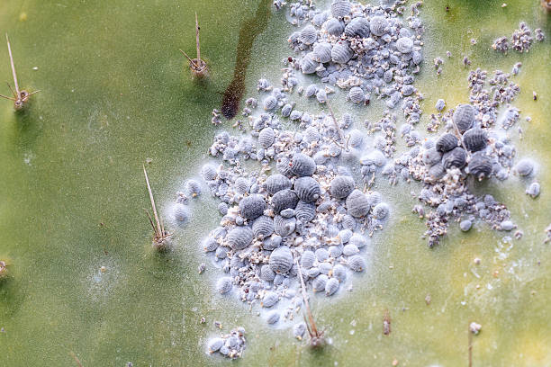 istock Cochineal insects on cactus plant 481513259