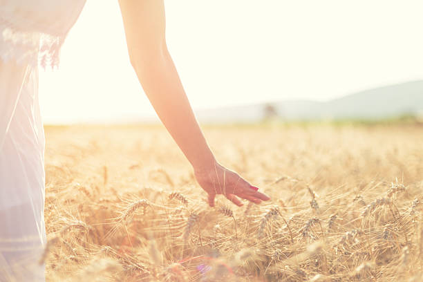 istock Young woman hand in field on sunset 481513566