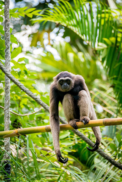 istock Monkey sitting on bamboo branchm Bali Zoo 481513567