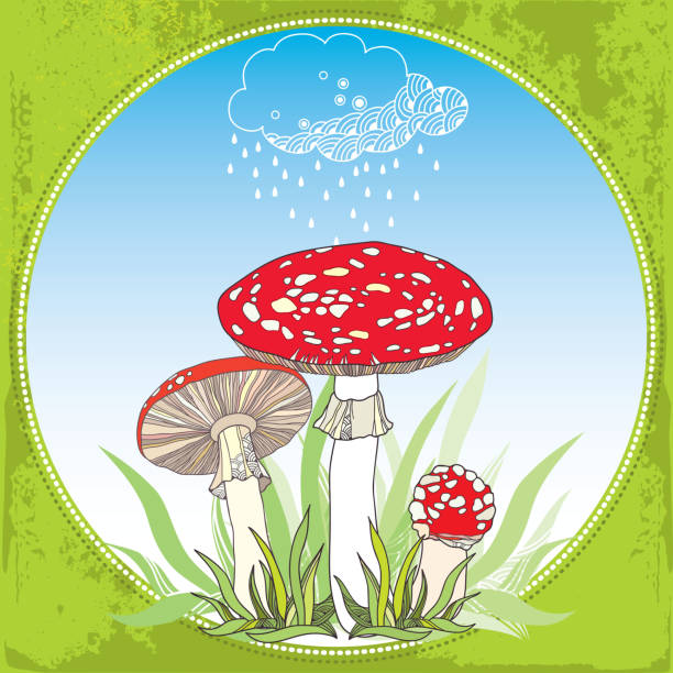 Amanita and rainy cloud. Poisonous Mushroom in the round frame Amanita and rainy cloud. Poisonous red-cup Mushroom in the round frame little grebe (tachybaptus ruficollis) stock illustrations