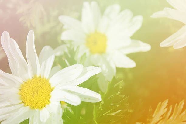 istock background lighting colorful flowers 481516768