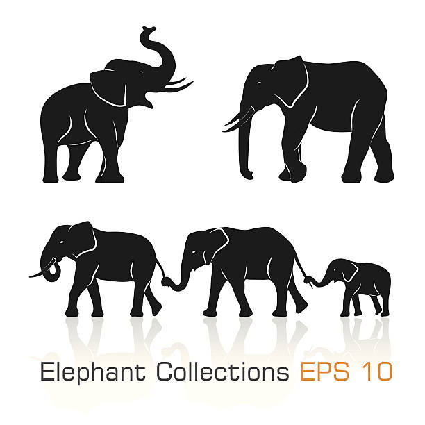 illustrazioni stock, clip art, cartoni animati e icone di tendenza di set di bianco e nero & elefanti in diverse pose - zanna