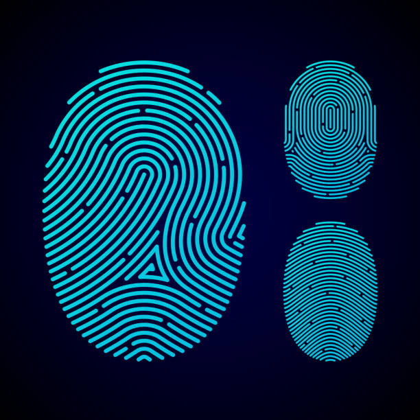 Types of fingerprint patterns Vector illustration with transparent effect. Eps10. fingerprint stock illustrations