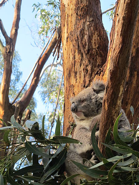 Serious-looking koala stock photo