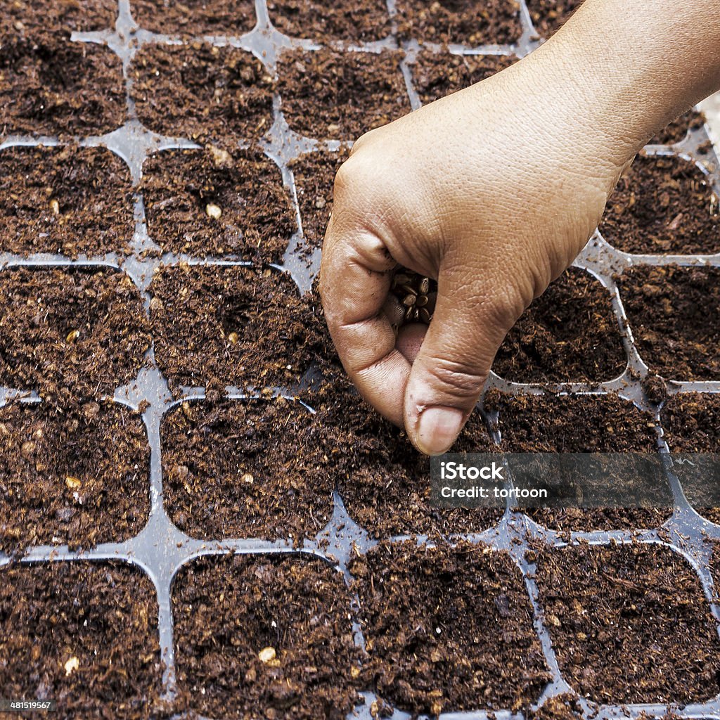 close up hand woman sowing watermelon seed on tay Peat Stock Photo