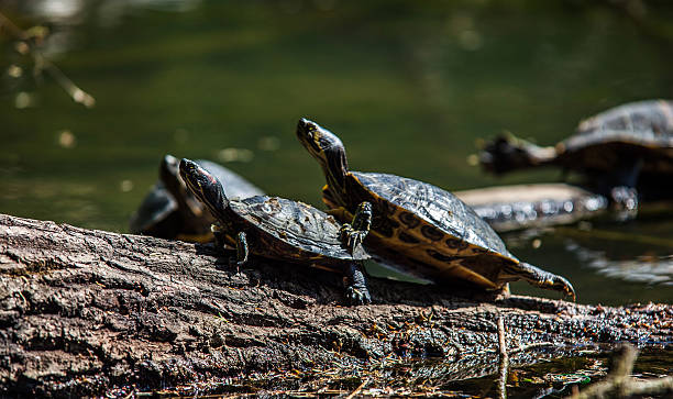 istock Turtles sunbathing on driftwood 481519758
