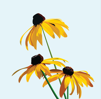 Rudbeckia flower on a background of blue sky. vector illustration for your design, cosmetic banners, brochures and promotional items