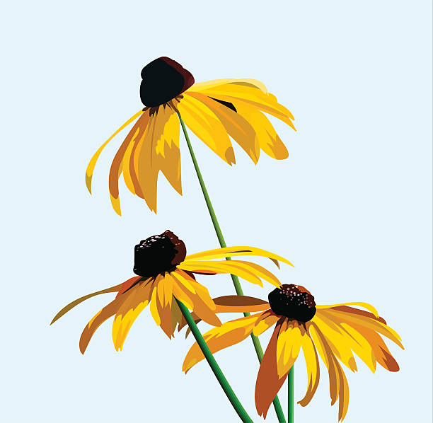 flower rudbeckia Rudbeckia flower on a background of blue sky. vector illustration for your design, cosmetic banners, brochures and promotional items coneflower stock illustrations