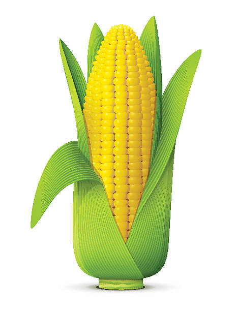 illustrazioni stock, clip art, cartoni animati e icone di tendenza di orecchie di mais con foglie primo piano - corn on the cob corn corn crop white background