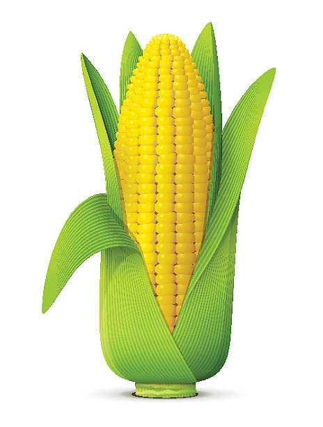 в кукуруза уха крупным планом с листьями - corn corn crop corn on the cob isolated stock illustrations