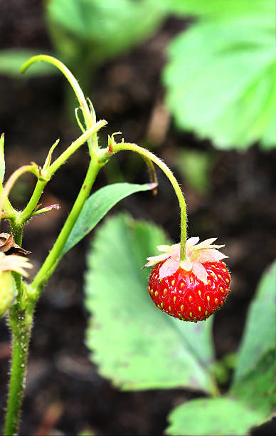 istock wild strawberry berry lonely hang on the bush 481520962