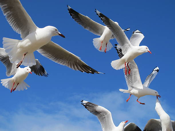 Flying birds stock photo