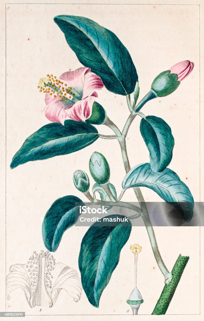 Lagunea squamosa Antique Botanical Engraving Antique Botanical Engraving. High resolution photograph of an original antique hand painted intaglio print from Herbier General de l’Amateur published in 1816. 2015 stock illustration