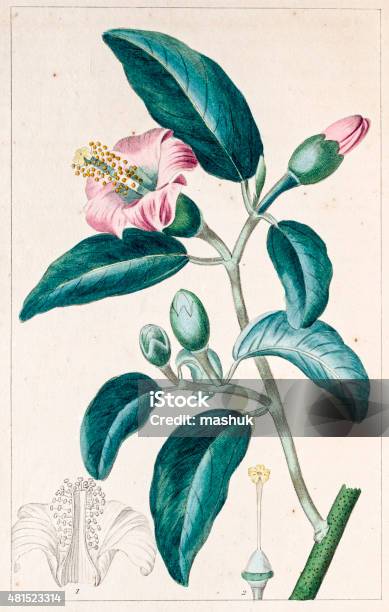 Lagunea Squamosa Antique Botanical Engraving Stock Illustration - Download Image Now - 2015, Botany, Elegance