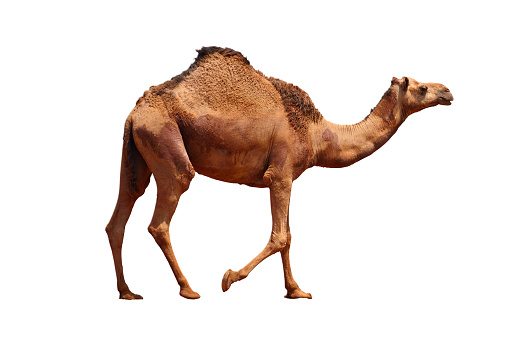 Camel on the white background