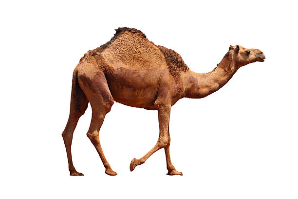 Camel Camel on the white background dromedary camel stock pictures, royalty-free photos & images