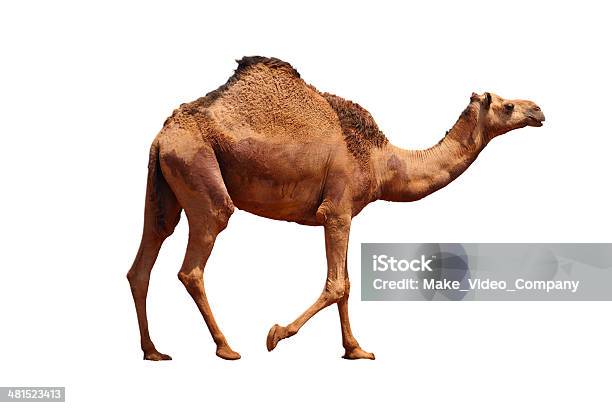 Camel Stock Photo - Download Image Now - Camel, Dromedary Camel, Cut Out