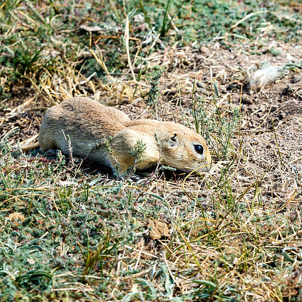 istock European Ground Squirrel (Spermophilus citellus) in natural habitat 481523620