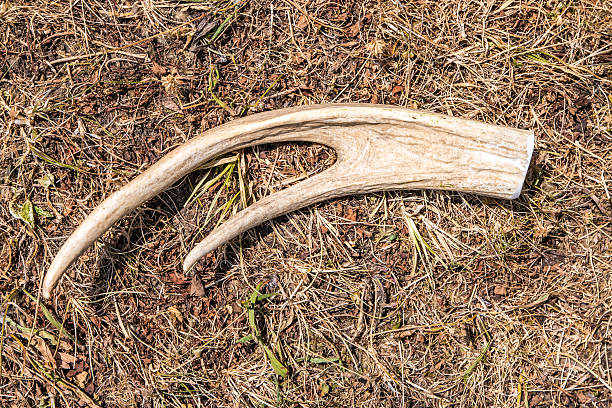 istock Deer antlers on brown grass ground background in woods 481526284