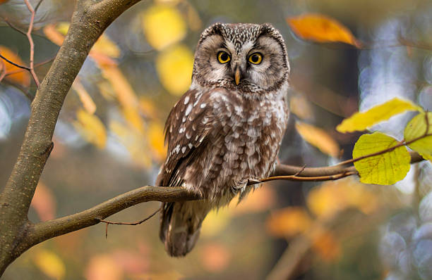 búho boreal en otoño las hojas - owl fotografías e imágenes de stock