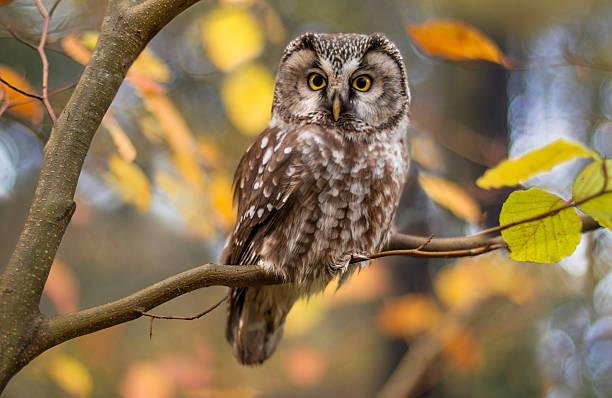 boreal owl in autumn leaves - uğursuz stok fotoğraflar ve resimler