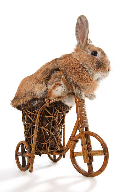 istock Cute rabbit riding bike 481526935