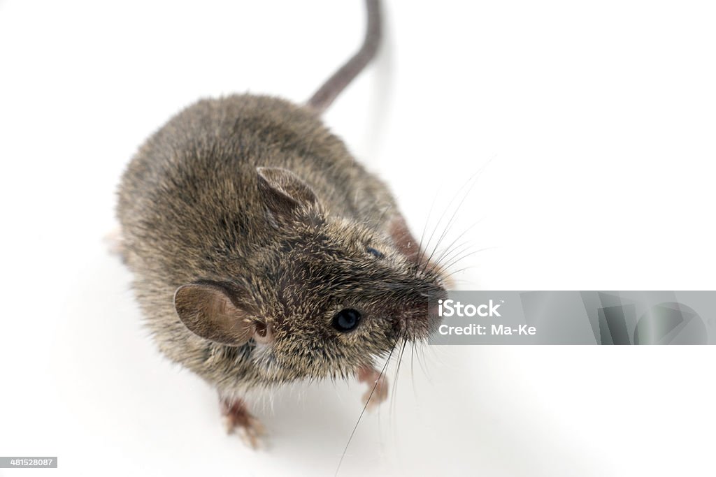 Mouse - Foto de stock de Animal royalty-free
