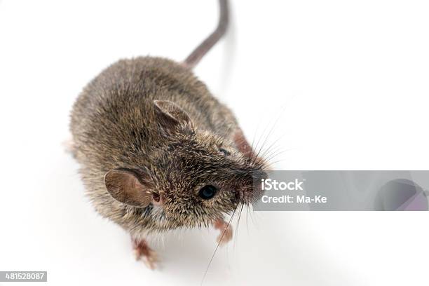 Foto de Mouse e mais fotos de stock de Animal - Animal, Camundongo do Campo, Fotografia - Imagem