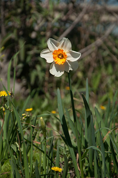 narciso - daffodil winter narcissus yellow single flower fotografías e imágenes de stock