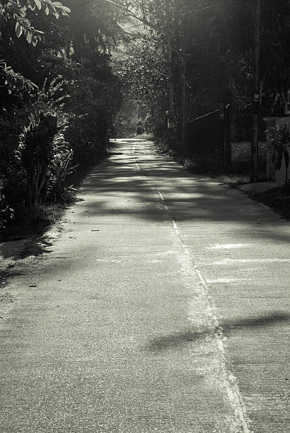 istock Forest road in rural at dawn 481528901