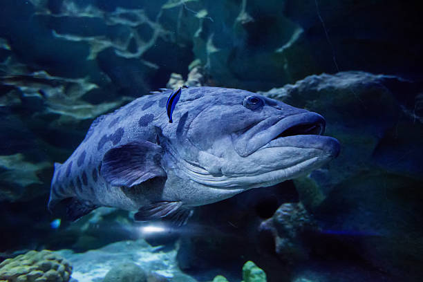 large fish A large fish fish with big lips stock pictures, royalty-free photos & images