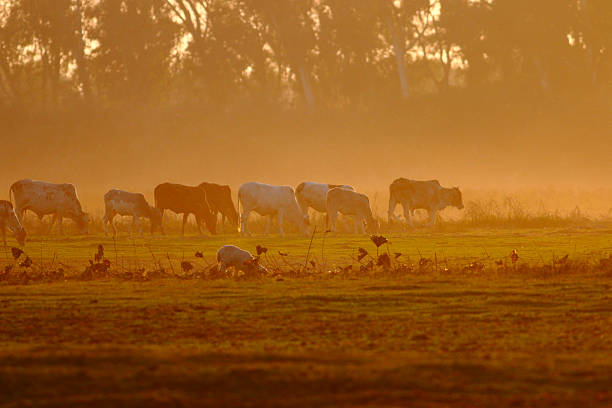 krowy i słońca - montana cow meadow wheat zdjęcia i obrazy z banku zdjęć