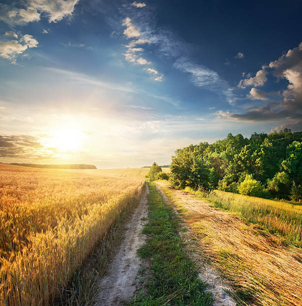 istock Wheat near country road 481532256
