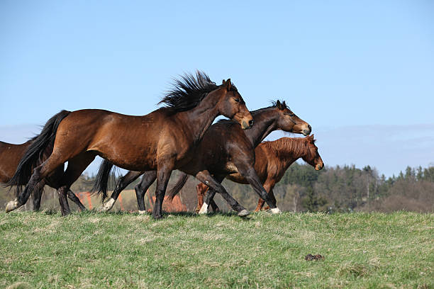 istock Batch of brown horses moving in pasturage 481532342