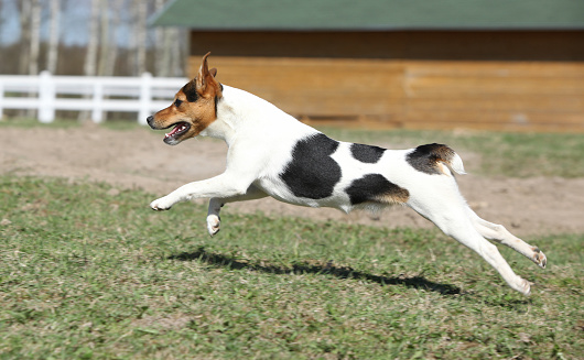 Gorgeous Parson Russell terrier running in outdoor