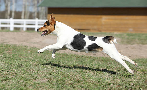 Gorgeous Parson Russell terrier running stock photo